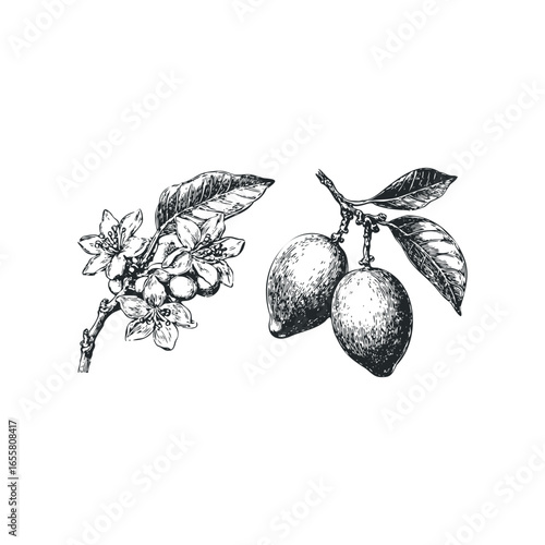 Vintage ink drawing of citrus fruit branches with blossoms and ripening fruit