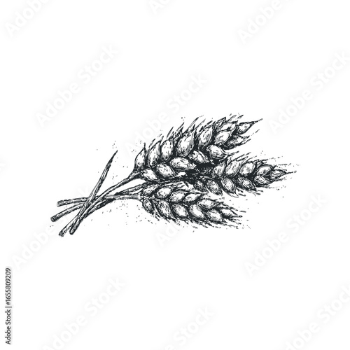 Sketch of three stalks of wheat ears on a white background