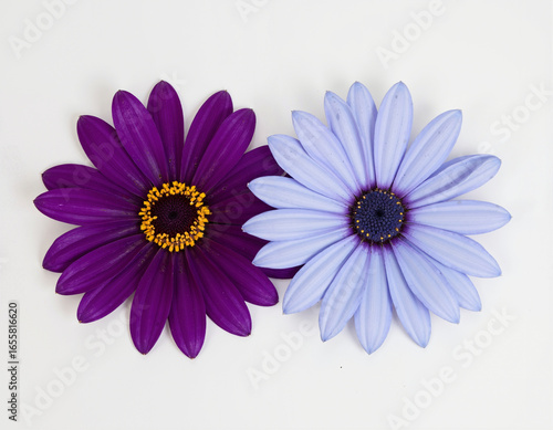Purple flower blue flower white background daisy fresh vibrant nature closeup