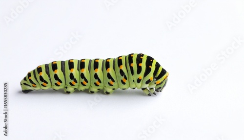 caterpillar on a white 