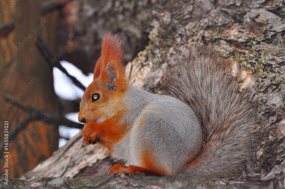 Obraz premium squirrel eating nut