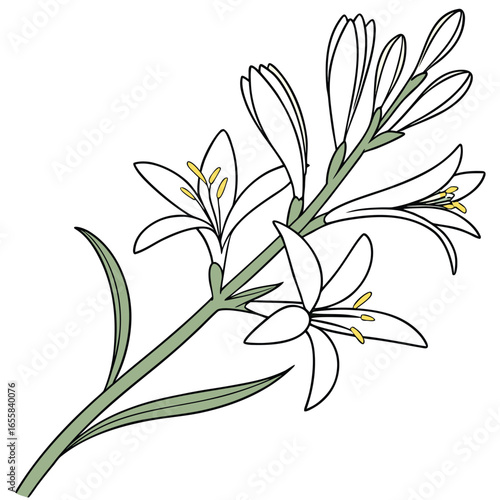 Elegant Lily Silhouette: A graceful outline of a lily, revealing its delicate form with soft petals and intricate structure, embodies purity and beauty, evoking a sense of calm tranquility.