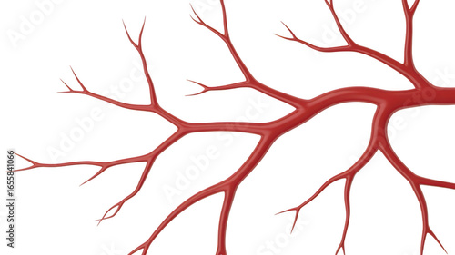 Detailed 3d rendering of a branching red artery isolated on transparent background