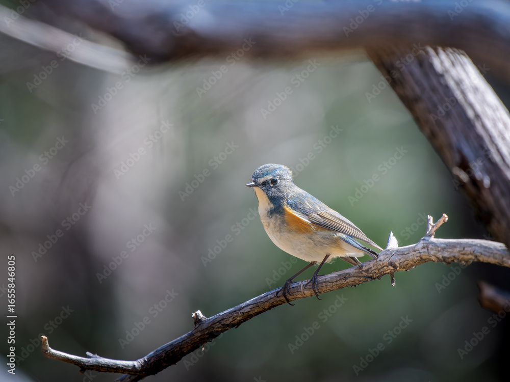 Fototapeta premium 枝にとまるルリビタキ