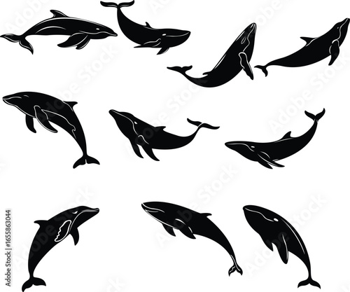 Marine Whale Silhouette Artwork