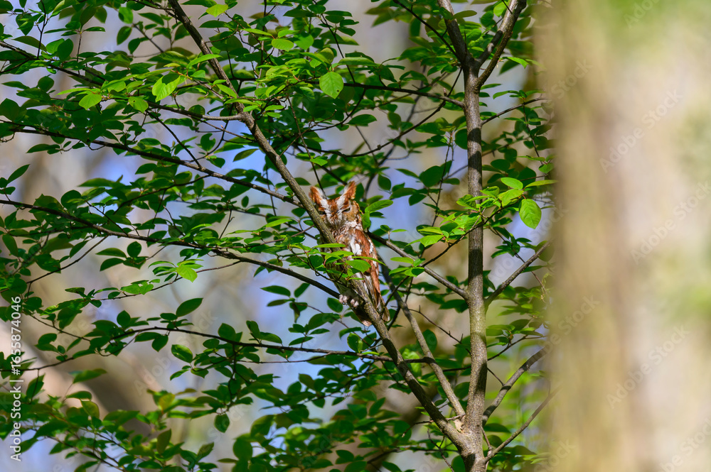 Obraz premium Eastern Screech Owl at Pointe Pelee National Park, near Leamington, Ontario, Canada.