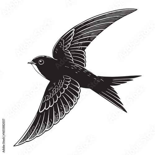 black swift bird Silhouette Vector, High Quality Illustration on White Background