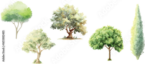 Watercolor Trees Illustrator Set Isolated on White Background