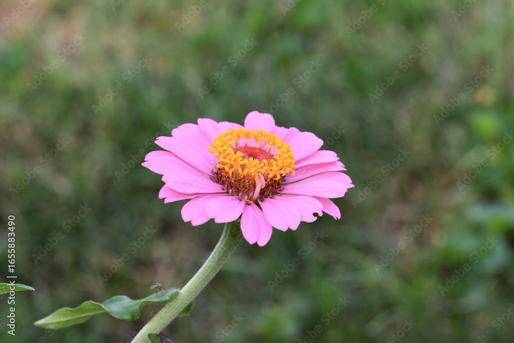 Obraz premium Side view Pink Zinnia Bloom