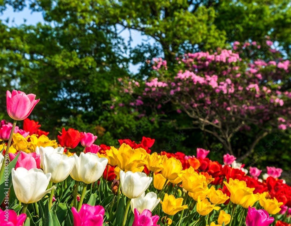 Fototapeta premium Vibrant spring tulips