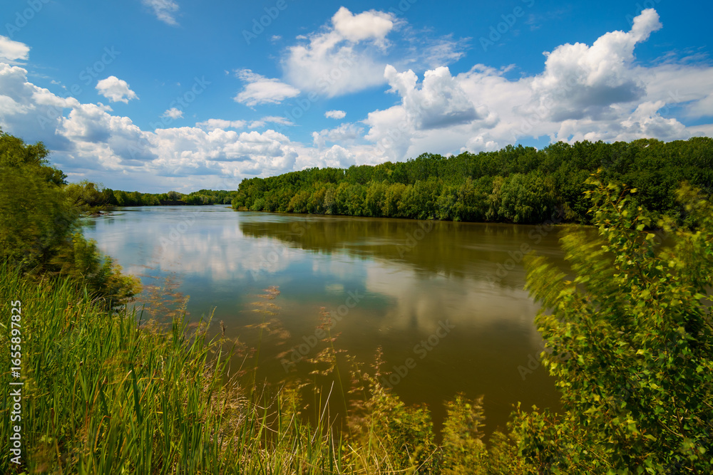 Fototapeta premium river and forest, beautiful summer landscape, river bank and water stream