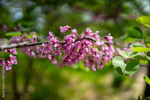 Flores rosas