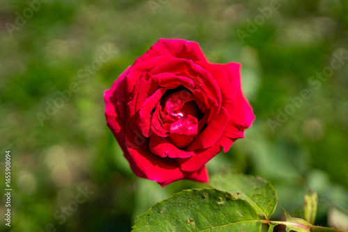 Rosa Roja