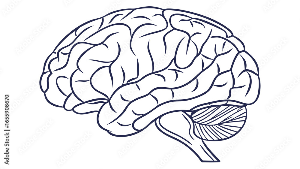 Fototapeta premium human brain vector illustration