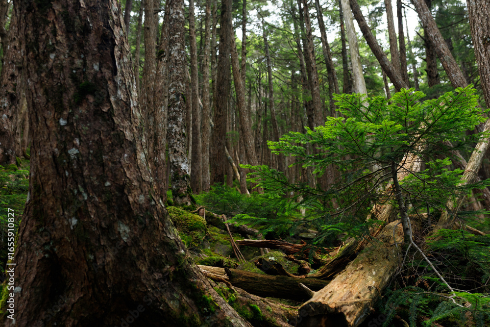 Mossy Forest Landscape(苔むした森の風景) Mossy Forest Landscape(苔むした森の風景)