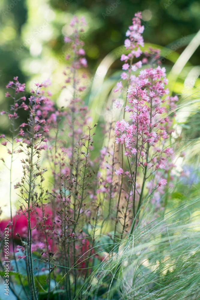 Obraz premium Summer flowers in the garden bed. 