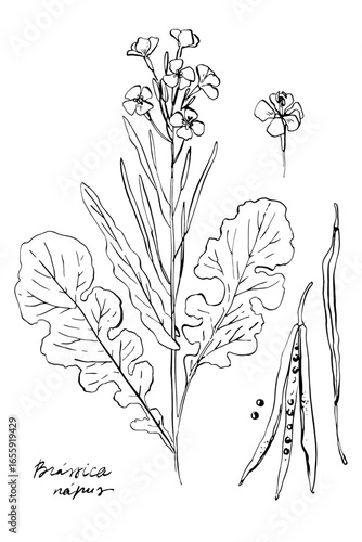 Hand Drawn Rapeseed Plant – Brassica Napus Botanical Line Art Illustration