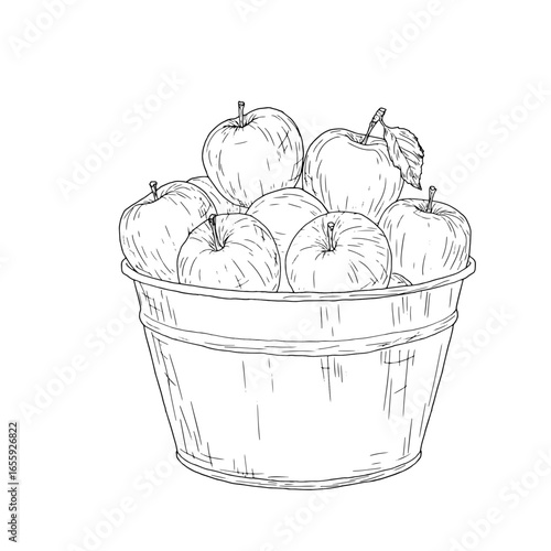Apples in a zinc bucket, black and white sketch. Vector illustration. Ripe fruits and an orchard, isolated on a white background. Gardening, Autumn harvest, and Thanksgiving Day themes