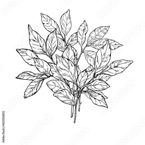 Magnificent bouquet of leaves, sketch. Vector illustration. Foliage of tree and bushes, graceful twigs, isolated on white background. Theme of spring, summer, for postcards, invitations and printing