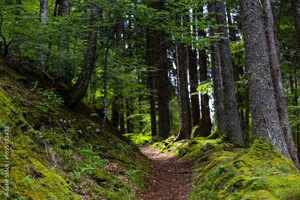 Fototapeta premium Narrow woodland path winding between mossy roots and tall trees, creating a calm forest hiking atmosphere