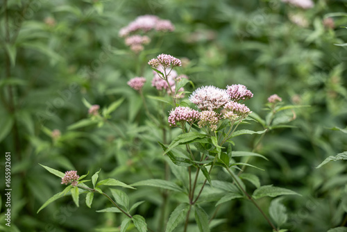 Eupatorium plant with clusters of delicate pink flowers, soft green blurred background, summer bloom closeup