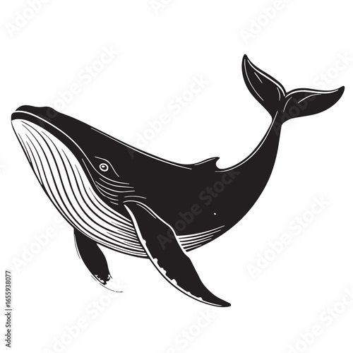 black whale Silhouette Vector, High Quality Illustration on White Background