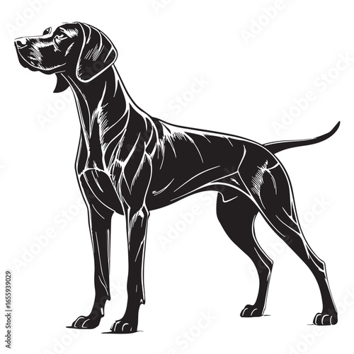 black vizsla Silhouette Vector, High Quality Illustration on White Background