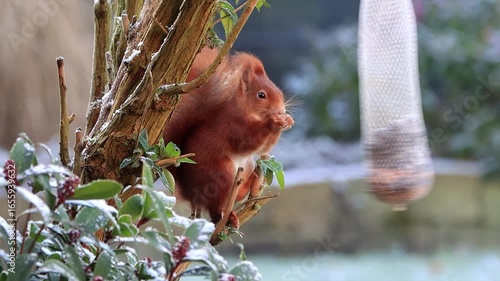 close up red squirrel eats fat bird seed with nuts
