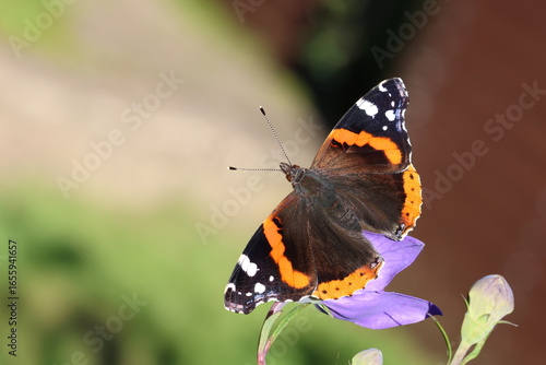 Red Admiral (Vanessa atalanta) butterfly 

