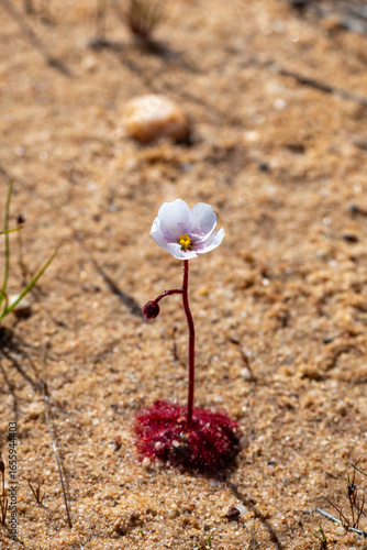 A single white flowering sundew species seen in the Northern Cape of South Africa