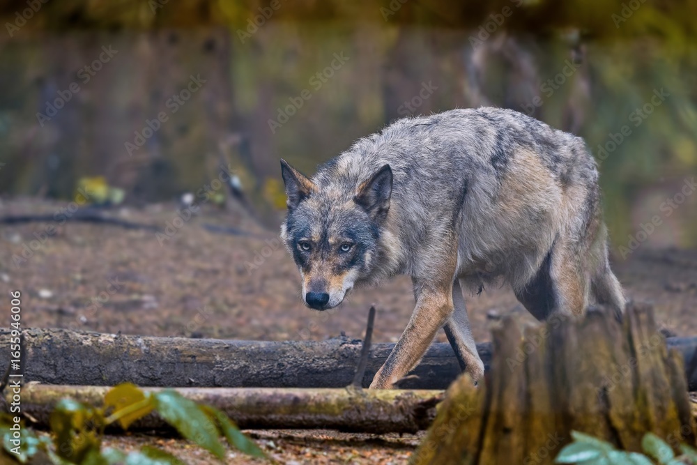 Fototapeta premium Closeup portrait of a a grey wolf. Canis lupus. A wolf walks in the forest. Wildlife scene of europe