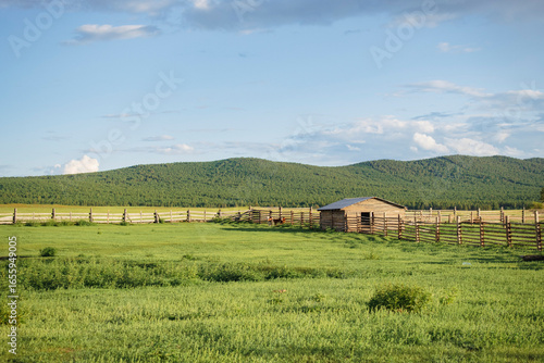 Cuadro en lienzo Little calves run around the farm. Summer in Buryatia