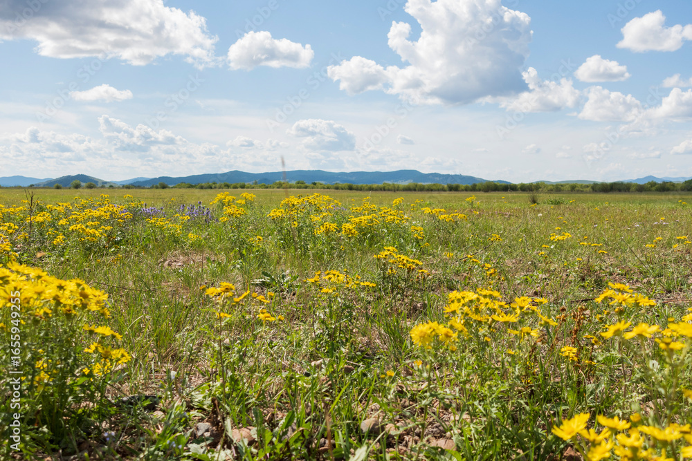 Yellow flowers under the blue sky. Scenic summer view Yellow flowers under the blue sky. Scenic summer view