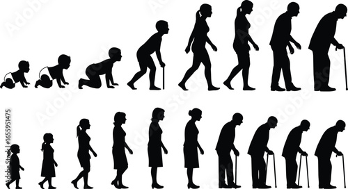 Human life stages, silhouette illustration, aging process, male and female growth, vector design, development timeline, generational concept, aging icon, clipart
