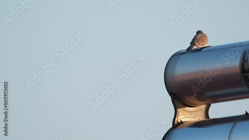 Little dove perched on a solar water tank. Little dove bird on the solar water tank.