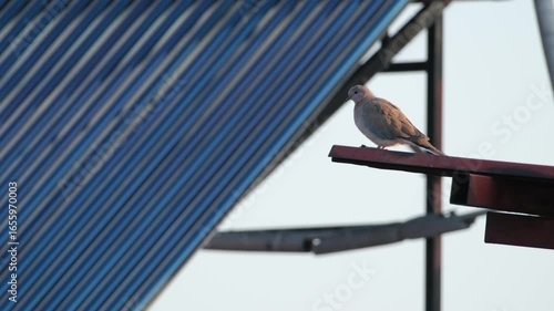 The dove on the edge of the roof. The dove perched on the edge of the roof.