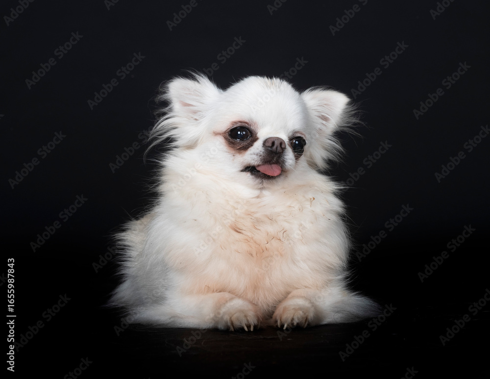 chihuahua in studio chihuahua in studio