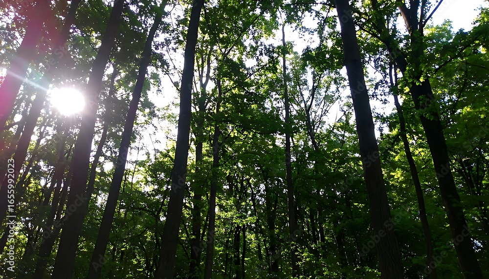 Obraz premium Sunlight filters through a dense forest canopy.