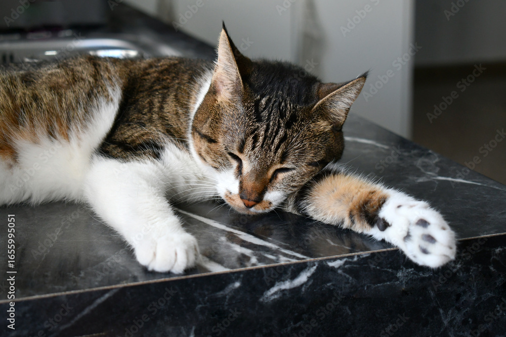 Naklejka premium Tabby cat sleeping beside the kitchen sink. Cat relaxing in a cooler place at home.