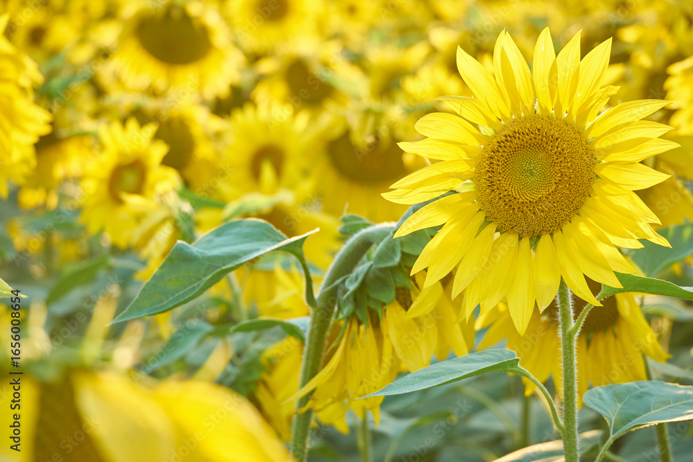 Fototapeta premium beautiful sunflowers on the field