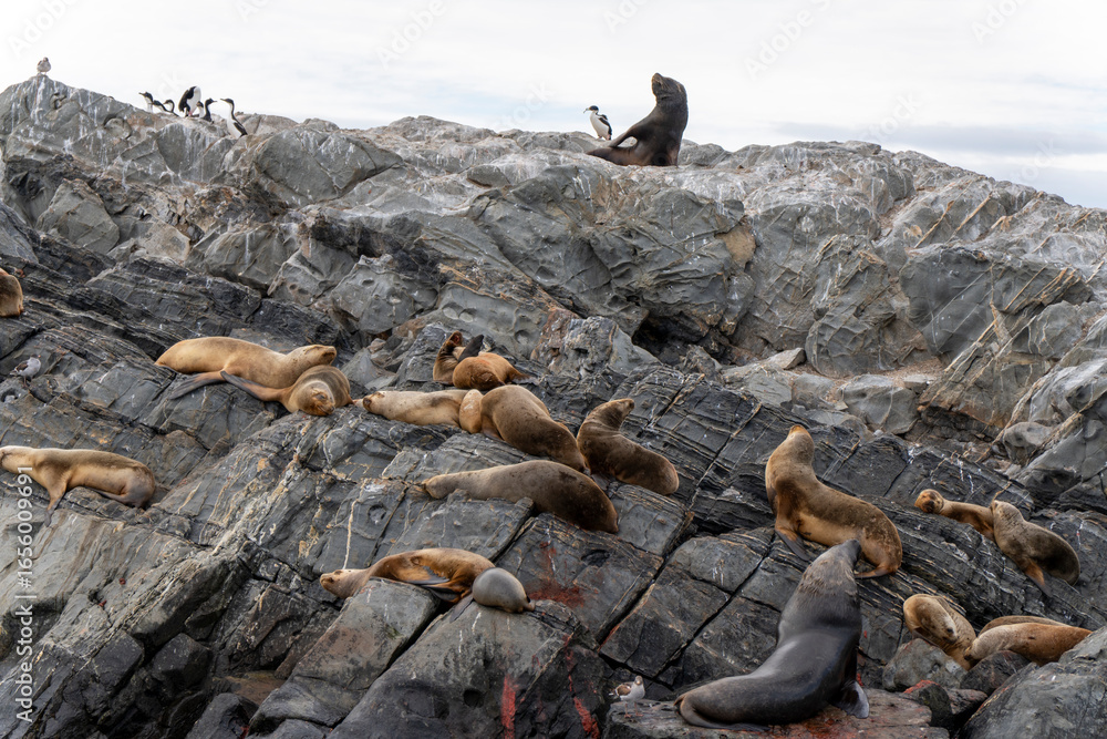 Obraz premium Navigating the Beagle channel from Ushuaia with sea lions, whales, penguins and various bird species, and the iconic Les Eclaireurs Lighthouse.