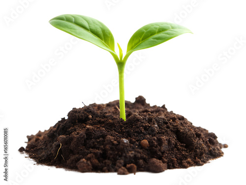 Wallpaper Mural young plant sprout growing from soil isolated on white background PNG, AI GENERATED Torontodigital.ca