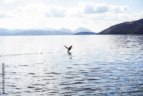 Fototapeta Naklejka Na Ścianę i Meble -  Bird flying on a lake