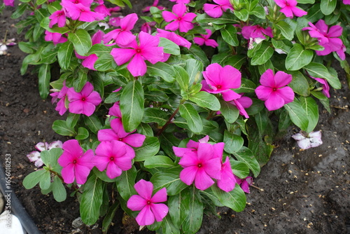 Wallpaper Mural Many vibrant pink flowers of Catharanthus roseus in July Torontodigital.ca