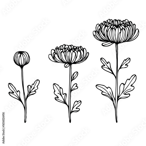 Dahlia Plants illustration, Chrysanthemum herbs Set. Line art Meadow flowers and Buds Drawing Outline Calendula stems, Aster leaves. Elegant Floral elements Hand Drawn Botanical. 
