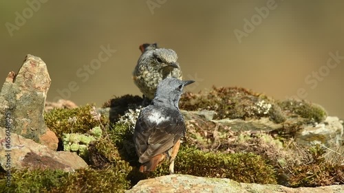 roquero rojo en primavera