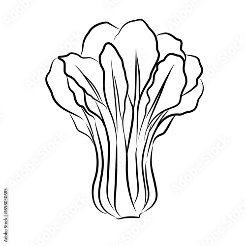 Vegetable Illustration, Line art of vegetable mustard, vegetable mustard sketch, leaves, vegetable on White background
