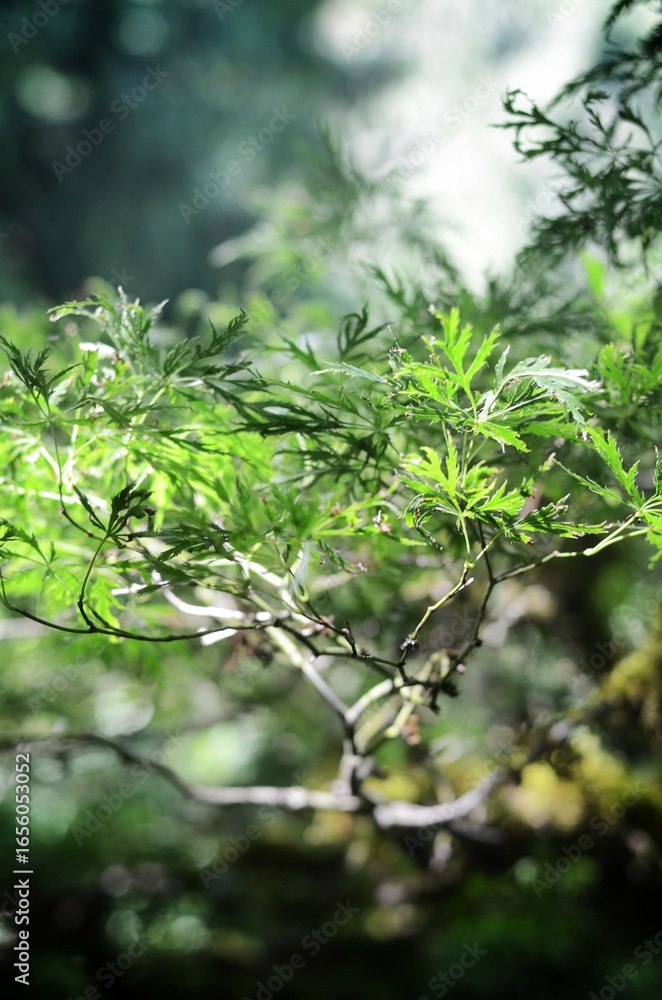 Fototapeta premium Vibrant green leaves in sunlit forest.