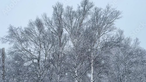 雪が舞うシラカバの森