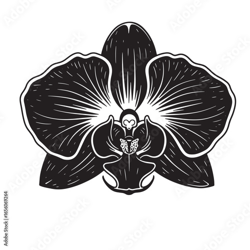 Elegant black and white vector illustration of a detailed orchid flower blossom